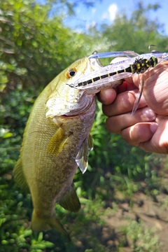 スモールマウスバスの釣果