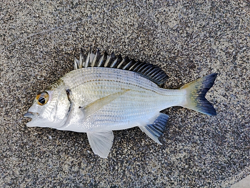 オキナワキチヌの釣果