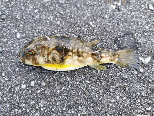 オキナワフグの釣果