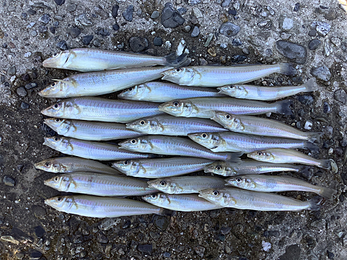 キスの釣果