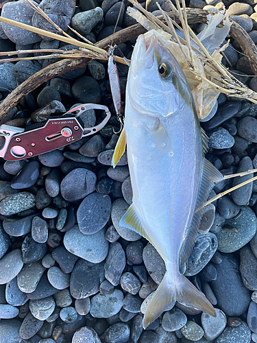 ショゴの釣果