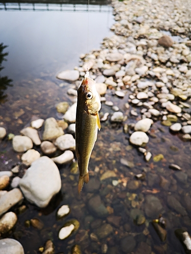 ウグイの釣果