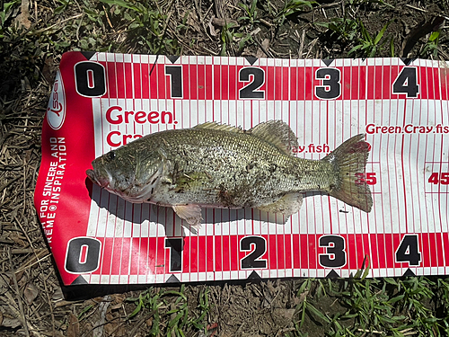 ブラックバスの釣果