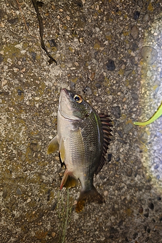 キビレの釣果