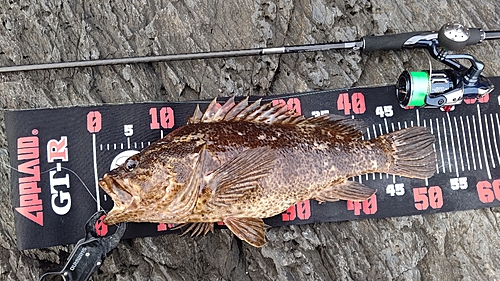 タケノコメバルの釣果