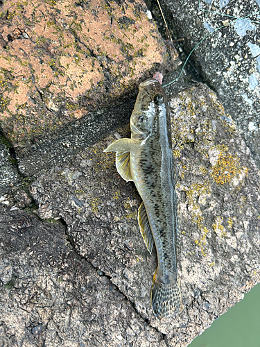 ハゼの釣果