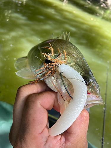 ラージマウスバスの釣果