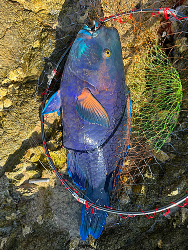 アオブダイの釣果