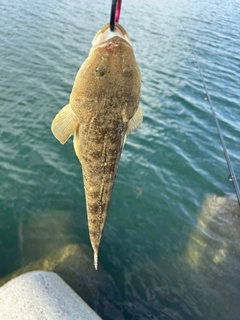 マゴチの釣果