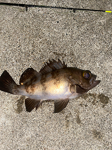 メバルの釣果