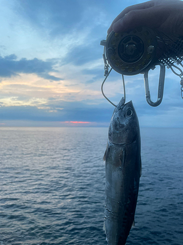 ソウダガツオの釣果