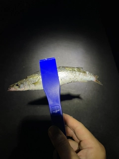 カマスの釣果