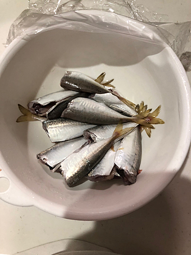 アジの釣果