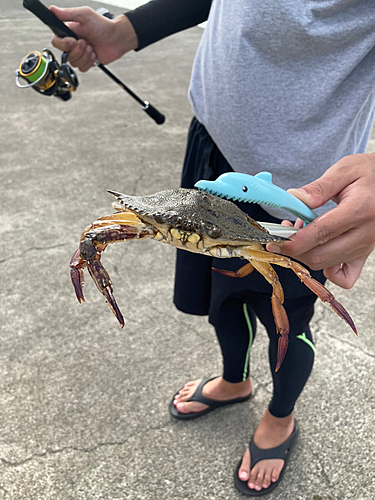 平塚新港で釣れたワタリガニの釣り・釣果情報 - アングラーズ