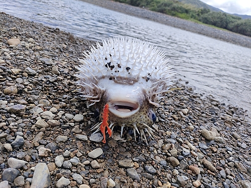 イシガキフグの釣果