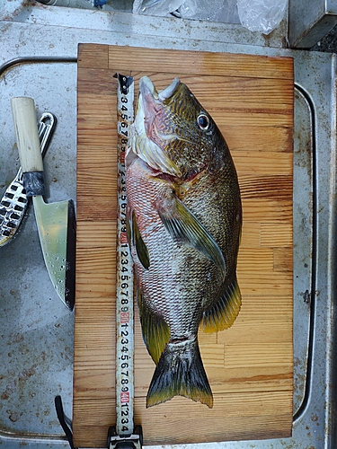 ナミフエダイの釣果