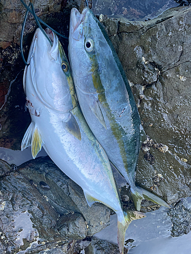 メジロの釣果