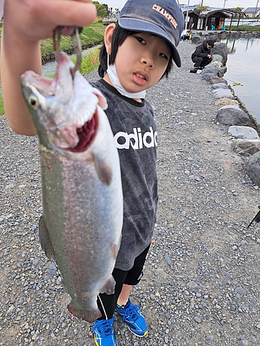 レインボートラウトの釣果