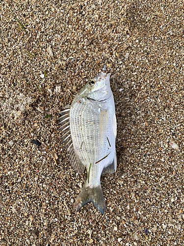 オキナワキチヌの釣果