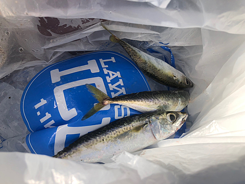 サバの釣果