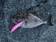 アイゴの釣果