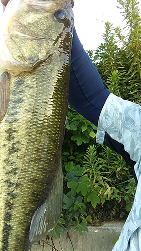 ブラックバスの釣果