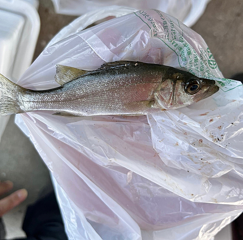 セイゴ（ヒラスズキ）の釣果