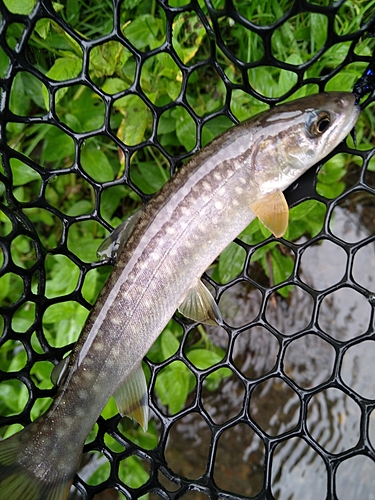 ニジマスの釣果