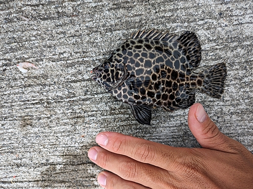 イシガキダイの釣果