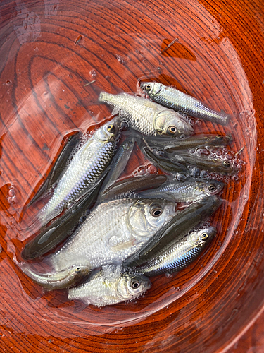 マブナの釣果