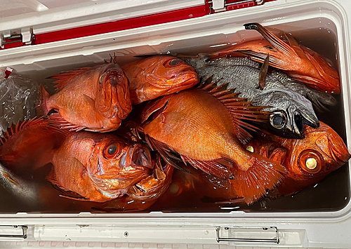 チカメキントキの釣果