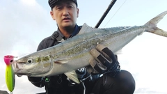 ツムブリの釣果