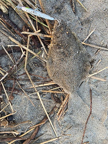 ソゲの釣果