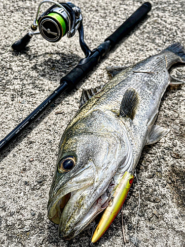 スズキの釣果