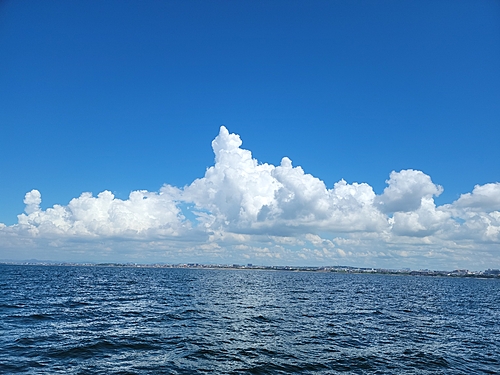 タコの釣果