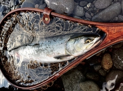 カラフトマスの釣果