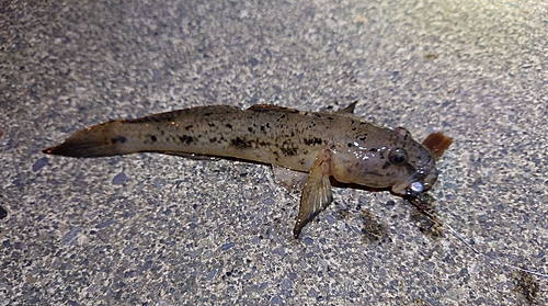 マハゼの釣果