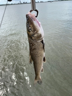 ニゴイの釣果