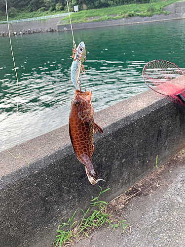 オオモンハタの釣果