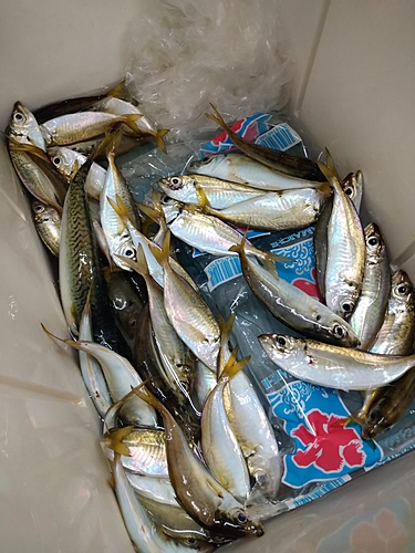 アジの釣果