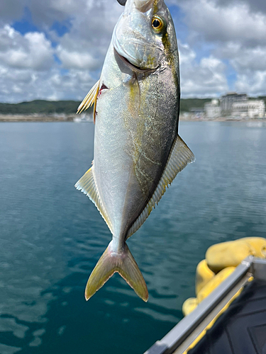 ショゴの釣果