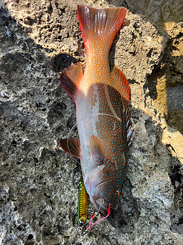 スジアラの釣果