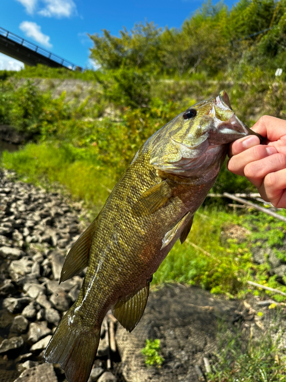 スモールマウスバス