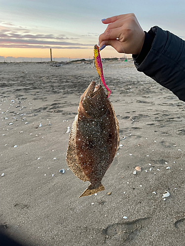 ヒラメの釣果