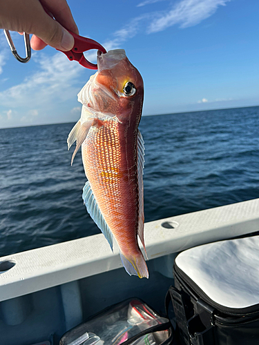 アマダイの釣果