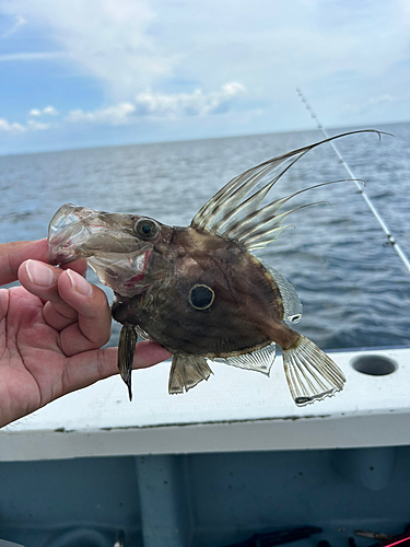 マトウダイの釣果