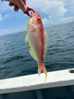 ソコイトヨリの釣果