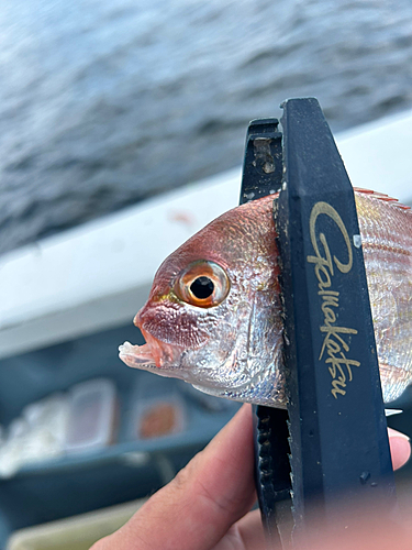 キダイの釣果