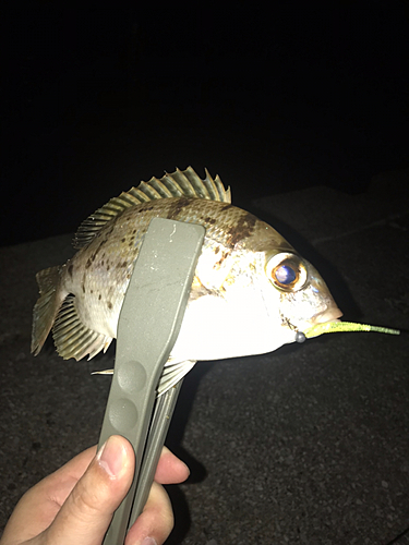 メイチダイの釣果