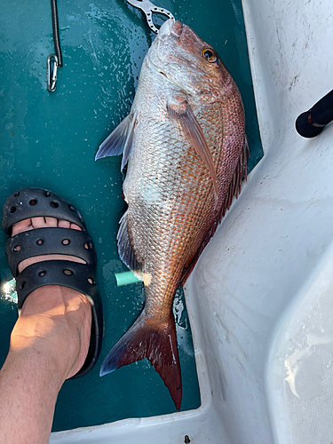 タイの釣果